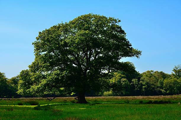 istock Killarney National Park, County Kerry, Ireland 624267502