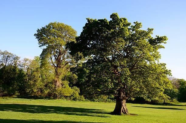 istock Killarney National Park, County Kerry, Ireland 624280854