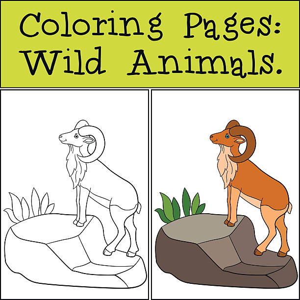 Coloring Pages Wild Animals Cute Beautiful Urial Stock Illustration -  Download Image Now - iStock
