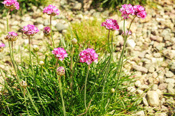 istock Spring flowers in garden 624281946