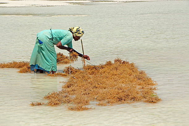 сельское хозяйство морских водорослей - занзибар - africa agriculture zanzibar industry стоковые фото и изображения