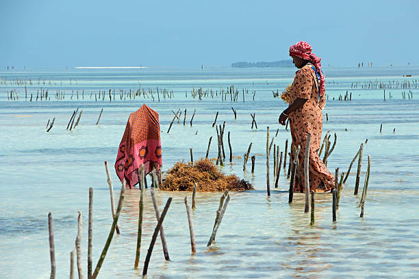 allevamento di alghe - zanzibar - africa agriculture zanzibar industry foto e immagini stock