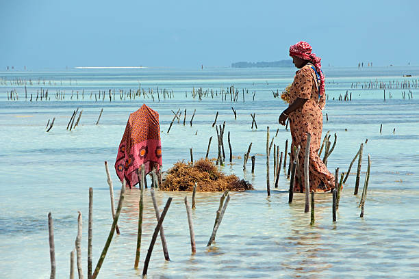 сельское хозяйство морских водорослей - занзибар - africa agriculture zanzibar industry стоковые фото и изображения