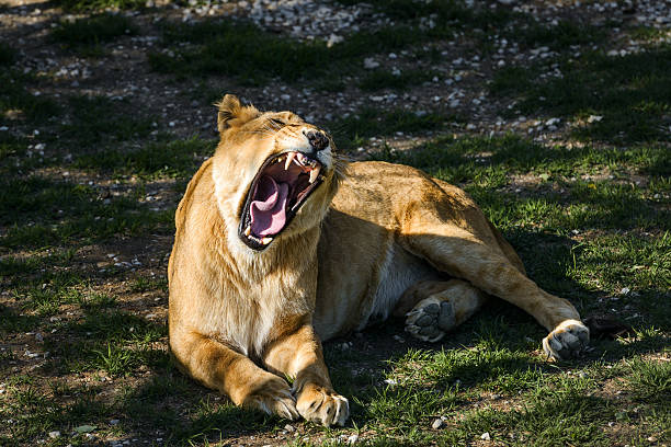 istock Roaring lioness lying on the grass 624284010