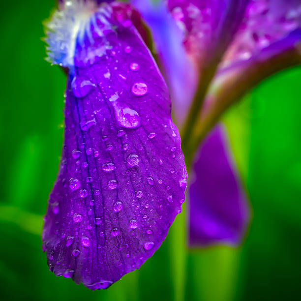 istock Wildflowers.Morning. 624284166
