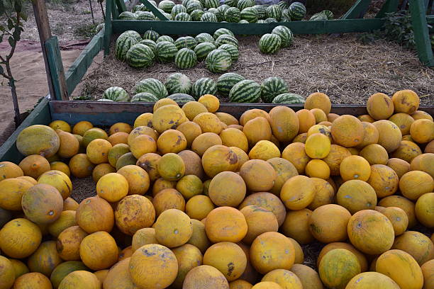 istock Collected in a pile of melons and watermelons 624285920