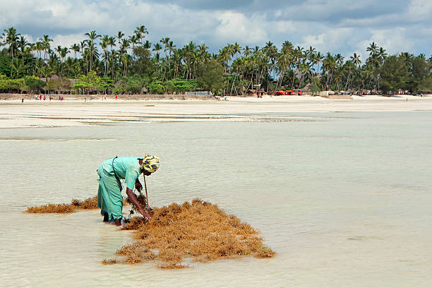 allevamento di alghe - zanzibar - africa agriculture zanzibar industry foto e immagini stock