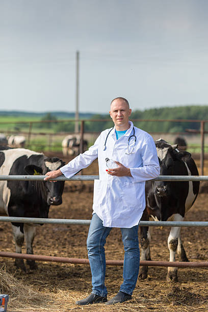 istock veterinarian on farm cows 624288228