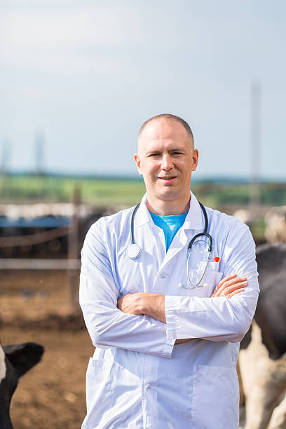 istock veterinarian on farm cows 624288362