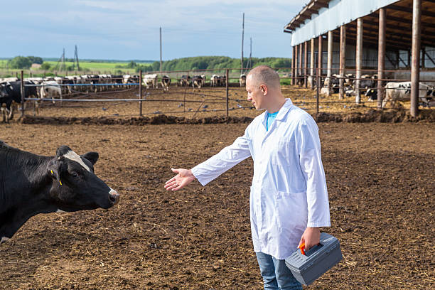 istock veterinarian on farm cows 624288480