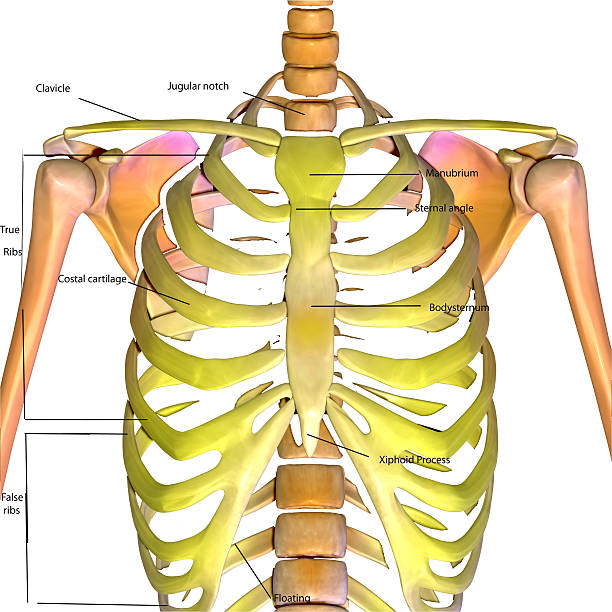 istock human body skeleton anatomy 624289198