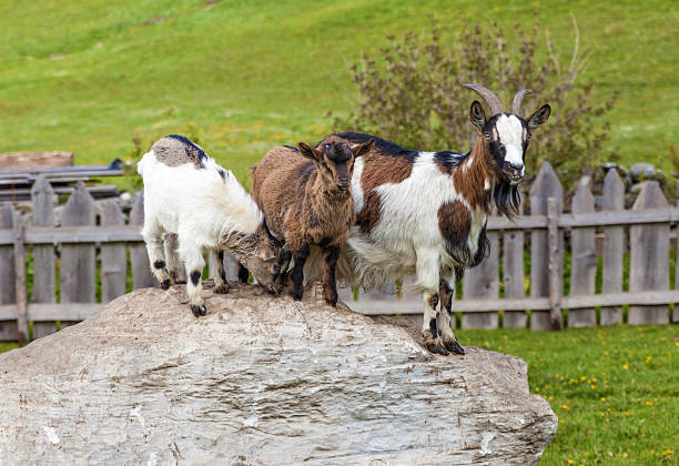 istock Goat family on a mountain farm 624289206