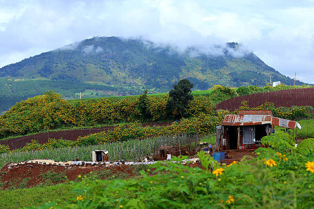 istock Shanty in highland 624354414
