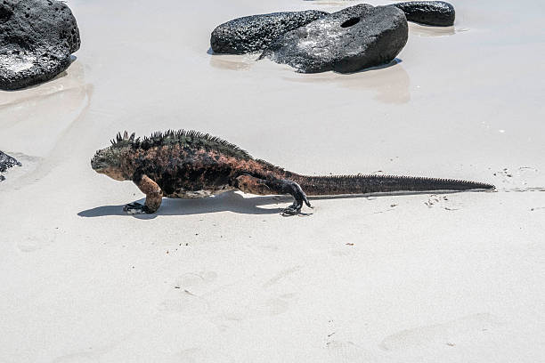 istock sea lizard on a rock at the beach 624354956