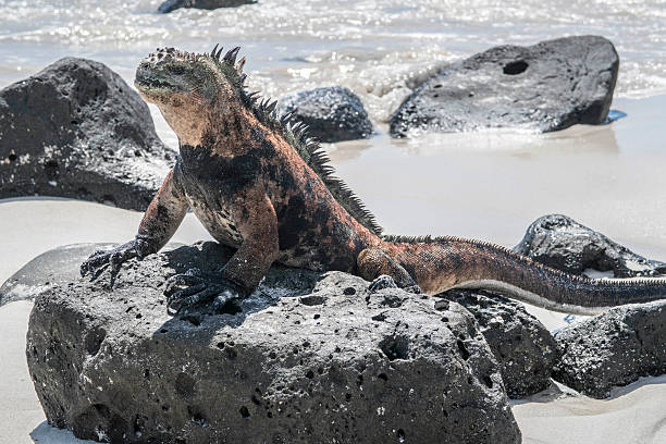 istock sea lizard on a rock at the beach 624355024