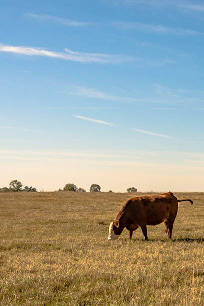 istock Lone cow in pasture with blue sky - vertical 624356004