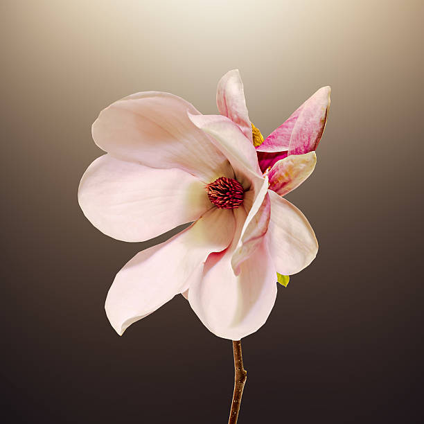 istock Pink Magnolia branch flower, close up, gradient background 624371486