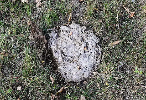 Dried cow dung in the grass. The excrement of livestock.