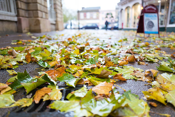 Fallen leaves. Fallen leaves, Bury St Edmunds High Street. bury st edmunds photos stock pictures, royalty-free photos & images