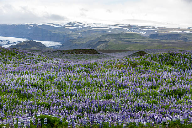 istock View at Icelandic plains during summertime 624373816