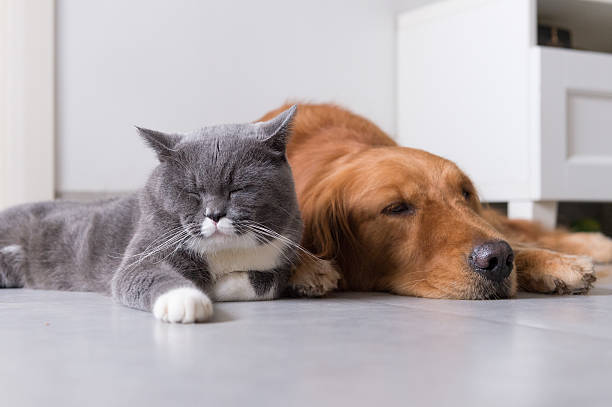 istock British shorthair and golden retrievers 624374454