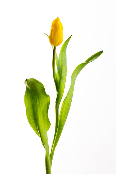 istock Yellow tulips on white background 624375402