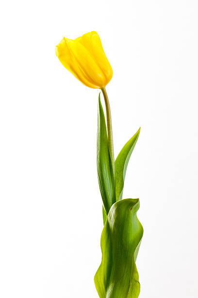 istock Yellow tulips on white background 624375412