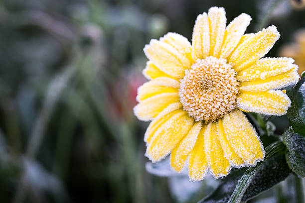 Yellow daisy, encrusted in frost after an Autumnal night below freezing.  Belfast, Northern Ireland.