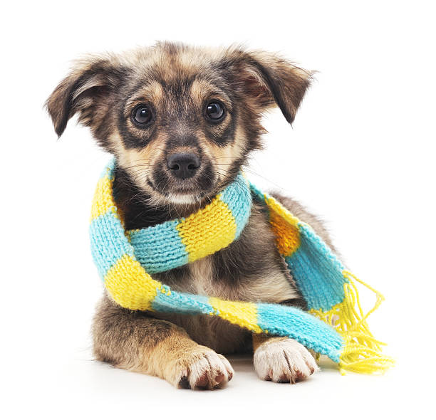 istock Dog in a scarf. 624390230