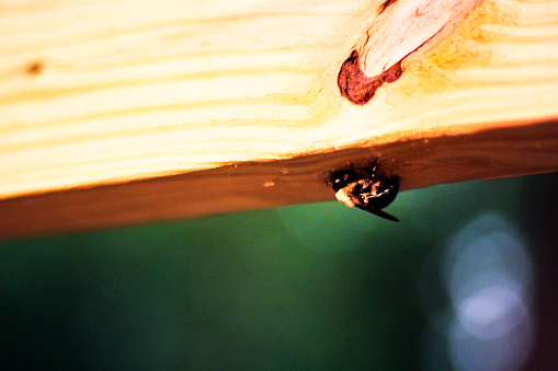 Bumble bee building a nest. Taken on Nikon F4 using Kodak Ektar 100 film.