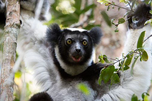 Indri Portrait - Andasibe Madagascar