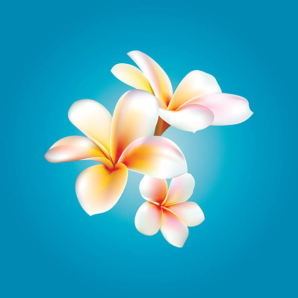 ilustraciones, imágenes clip art, dibujos animados e iconos de stock de plumeria. flor vectorial - plumeria