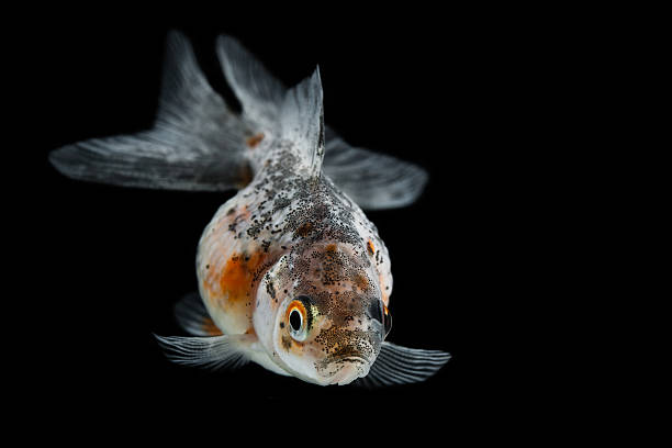 перловая вуаль, золотая рыбка - freshwater pearl стоковые фото и изображения