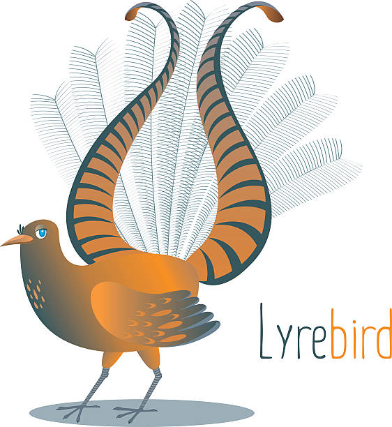 Color vector illustration Lyrebird bird. Australian national bird Lyrebird,tail in the shape of a lyre for courtship. Colored detailed cartoon image of the ancient and now living animal - tropical birds. superb lyrebird stock illustrations