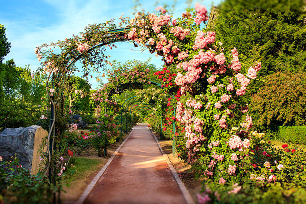 Wedding arch in Rosenlund Rosarium with white roses and green plants, Jönköping, Sweden