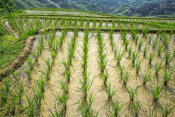 terraced fields terraced fields longji tetian stock pictures, royalty-free photos & images