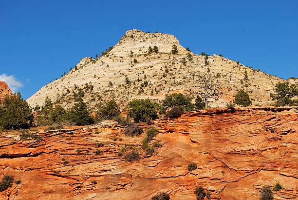 istock Zion's multicolored sandstone terrain with pine trees 624394908