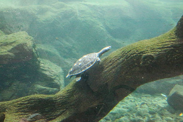 istock Turtle in the muddy water sitting in a tree. 624394942