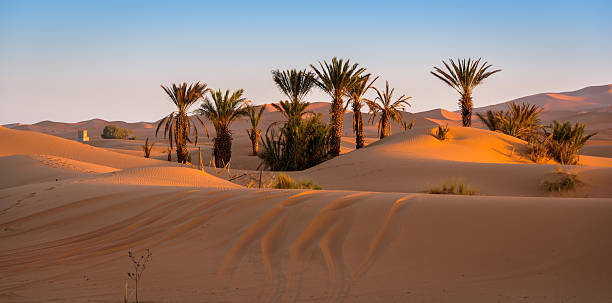 Oasis in Merzouga, Morocco Oasis in Merzouga, Morocco. desert oasis photos stock pictures, royalty-free photos & images