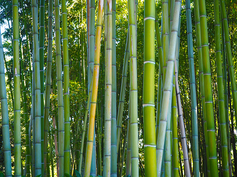Nice bamboo background, selective focus.
