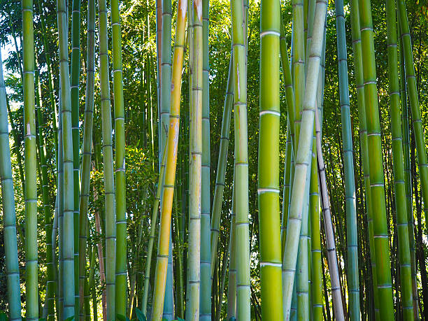 Bamboo grove stock photo