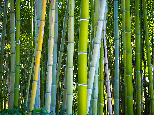 Bamboo forest stock photo