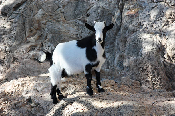 A black and white baby goat grazes in a farmer's meadow.
