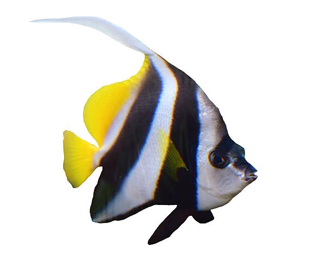 istock isolated tropical black and white moorish idol pennant coralfish 624407514