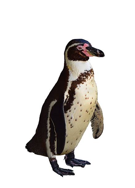 istock isolated African jackass penguin bird animal white background 624407532