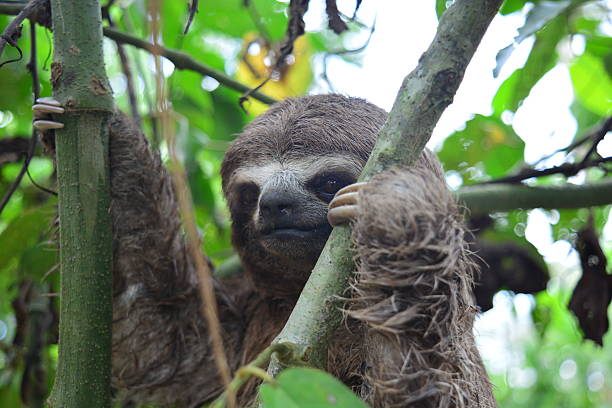Sloth at the Amazon jungle Shot of a three-toed sloth climbing a tree near Iquitos, at the Peruvian Amazon jungle iquitos photos stock pictures, royalty-free photos & images