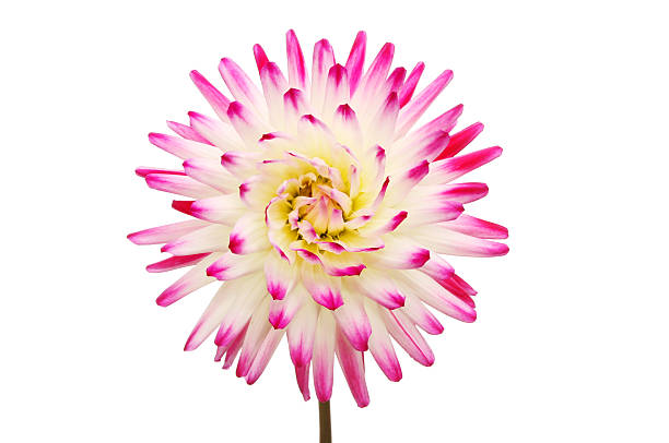 istock Magenta and white Dahlia 624409650