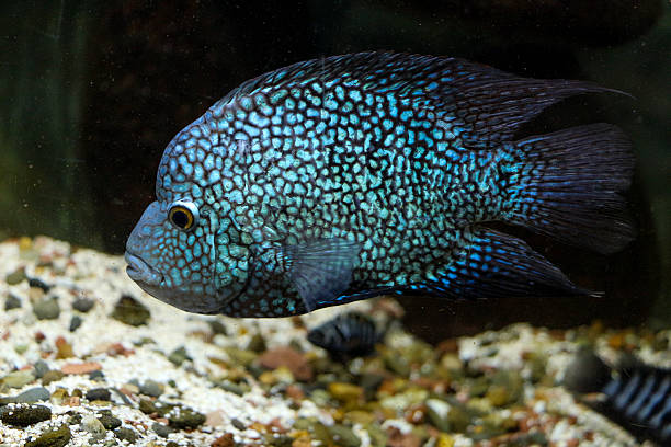 istock Beautiful fish in the aquarium 624409672