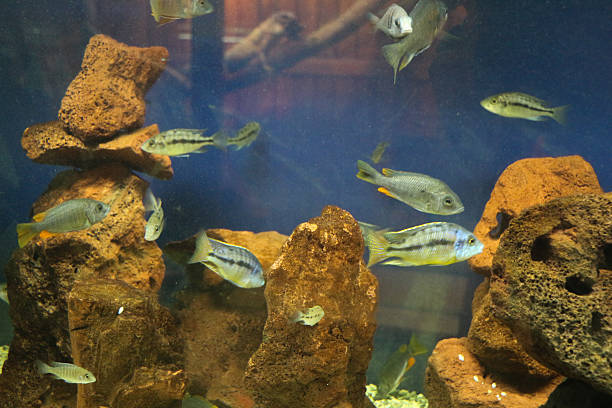 istock Beautiful fish in the aquarium 624409816