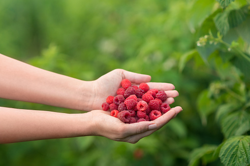 Young women hands holding bunch of fresh raspberries from raspberries orchard